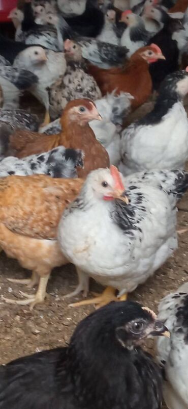 sort toyuqlar: 45gunluk Serebris sortu çolpalar satılır. Həm kəsməyəhəm də