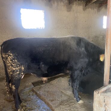 Коровы, быки: Продаю | Бык (самец) | Швицкая, Алатауская | На откорм, На забой, Для разведения — 11