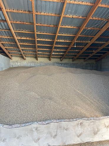 Эспарцет: Эспарцет. Семенное хозяйство Победитель. сорт: Иссык Кульский. 2 — 10