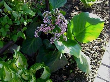 Другие садовые цветы и кустарники: Садовые растения - кустарники ( вейгела пестролистная, рябинник — 9