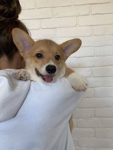 İtlər: Korgi, 2 ay, Erkek, Sənədli, Pulsuz çatdırılma — 3