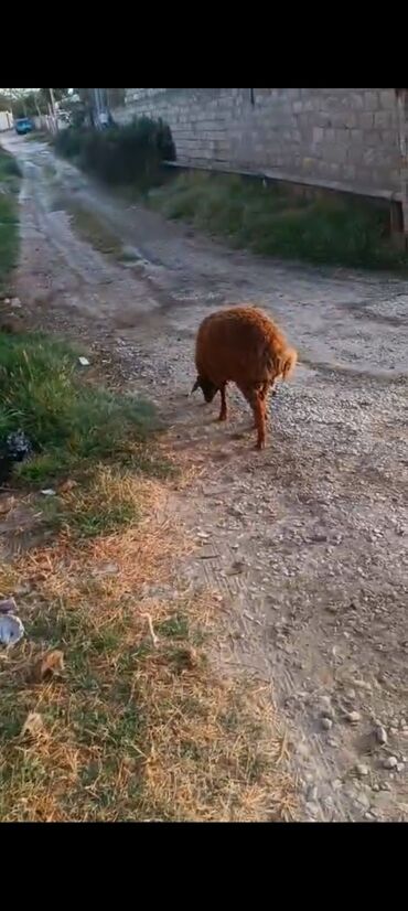 quzu qabi: Salam ikj dene quzudu temiz quzularin disi erkek di suden teze ayrilib