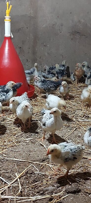 Digər quşlar: 26 gunlik serebilisd cucelerinin satisi isdiyenler buyurub yaza biler