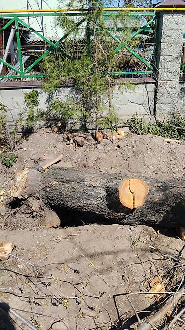корчевание: Бактардын тамырларын казып алып салуу услуги по корчеванию пней и — 7