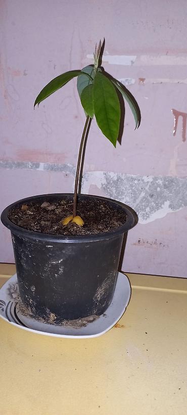 avokado: Məhsul: Avokado fidanları (qablarda) — 3