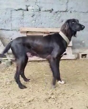Собаки: Продается чистый кыргызский тайган. 1год. самец