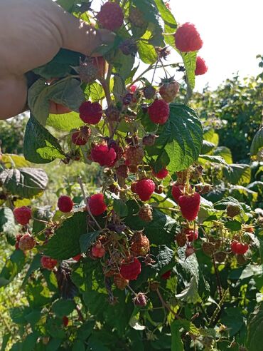 семена ромашки: Саженцы : Малина, Самовывоз, Платная доставка