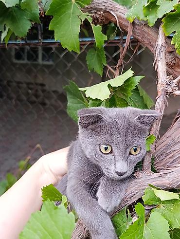 Мышыктар: Котята серого окраса с короткой шерстью. На фото два малыша: один — 3