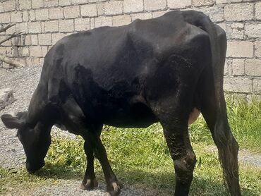 simental inek satışı: Dişi, Simental, il: 5, 500 kq, Damazlıq, Südlük