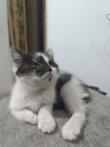 объявления о пропаже животных: Кошка даром: Беспородная, 2 месяца, Девочка, Приучена к лотку