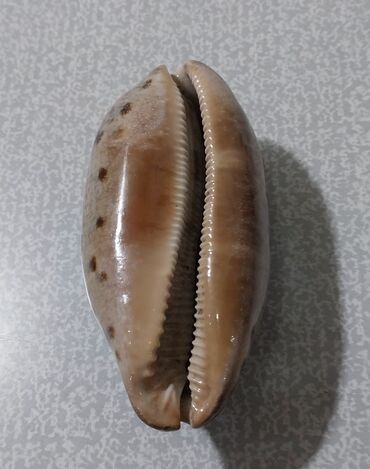 Digər kolleksiyalar: Rakuşka (balıq qulağı) satılır, xaricdən gəlmədir, nadir növdür, çox — 2