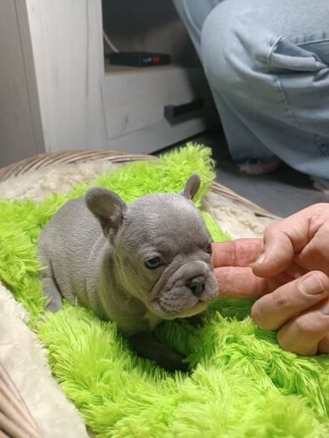 pomeranci štenci: Francuski buldog štenci egzotične plave boje i klasicnih boja veseli