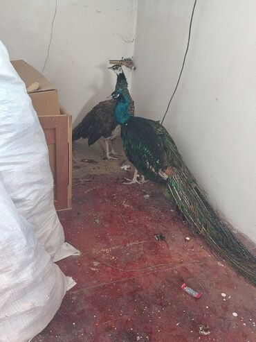 cücə və xoruz: Məhsul: Mavi tovuz quşu cütü Təsvir: - Növ: Tovuz quçu (Pavo