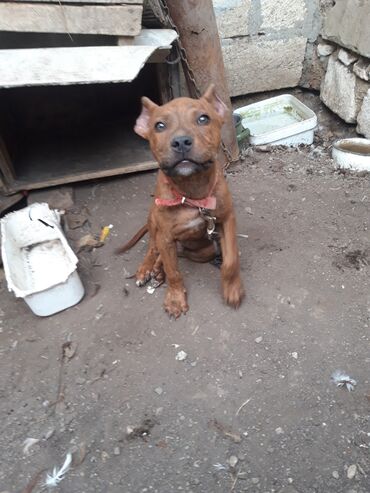 it satiram 50 manat: Pitbul, 2 ay, Dişi, Sənədli, Pulsuz çatdırılma