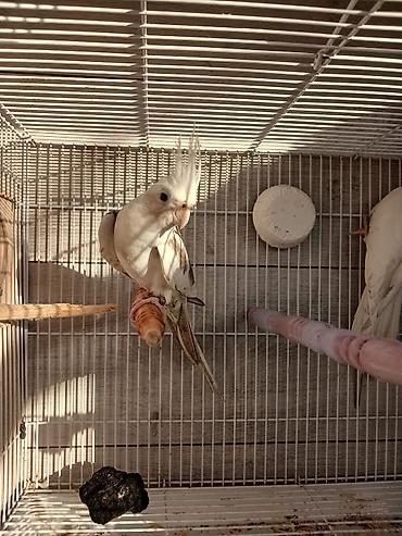 Tutuquşları: Nymph (kokatiel) quşları – müxtəlif rəng növləri - Növ: Nymph parrot — 6