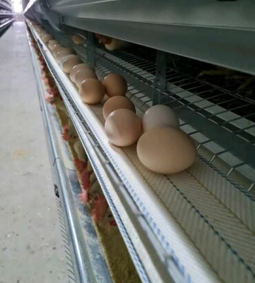 Qidalandırıcılar: Yem qabı, Yem üçün, Quşlar üçün, Rayonlara çatdırılma, Ünvandan götürmə, Pulsuz çatdırılma — 17