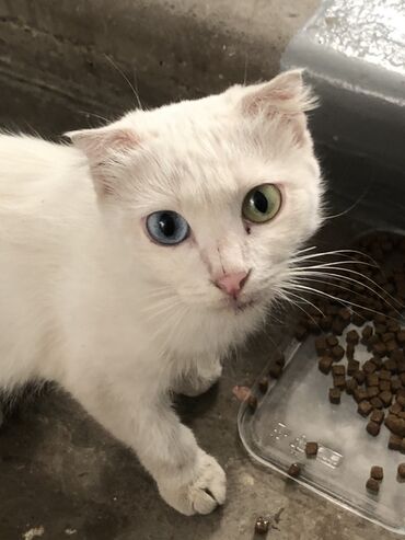 купить короткошерстного котенка: Девочка