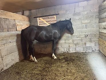 m horse: Продаю | Кобыла (самка) | На забой, Для разведения, Конный спорт | Племенные — 2