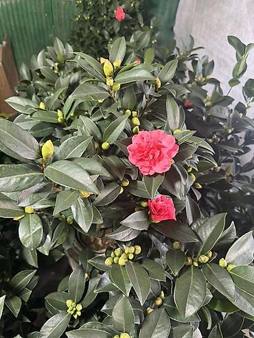 камелия: Камелия японская (Camellia japonica) — декоративный вечнозелёный — 3