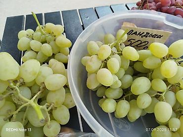 Виноград: Продажа саженцев винограда и фундука осенняя для посадки,как и at lalafo.kg — 20 Виноград: Продажа саженцев винограда и фундука осенняя для посадки,как и — 20