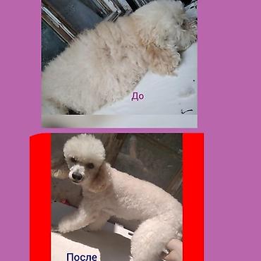 İtlər: Pudel, 6 ay, Dişi -da lalafo.az — 17 İtlər: Pudel, 6 ay, Dişi — 17