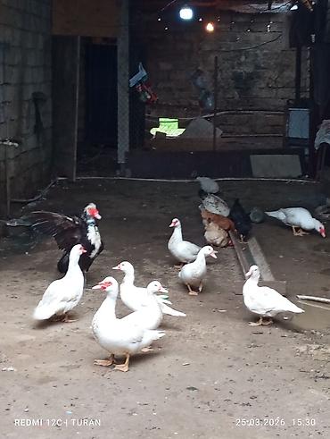 K/t heyvanları və malları: 5Dişi 4erkəy Tam sağlam Ördəklərdi Hamsi bir yerdə 180manat — 4