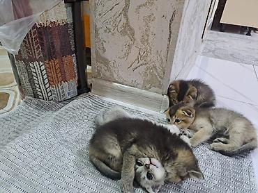 Pişiklər: Şotland yastı qulaq, Erkək, Dişi, Yaxşı əllərə, Ünvandan götürmə, Pulsuz çatdırılma, Ödənişli çatdırılma — 7