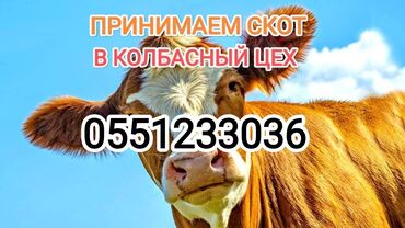 лошадь бишкек: Куплю | Коровы, быки, Лошади, кони | Забитый, Любое состояние