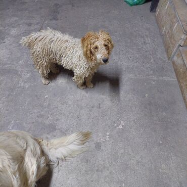 пекинес собака: Прибилась собака,скорее всего потерялась,похожа на пуделя,ищем старых