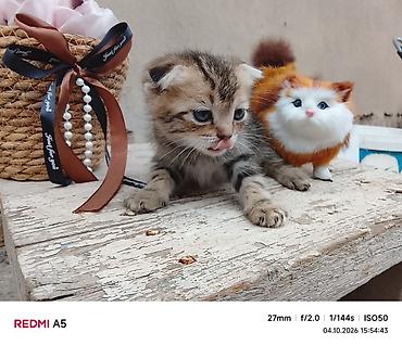 Продажа кошек: Котята — домашние любимцы - Породы: домашние короткошёрстные. Окрас — 2
