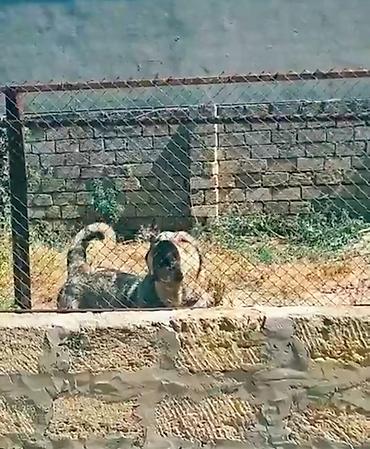 hunduska balasi: Çomarin balasi Borza
110.klo ceki yigir
kime maraqlidi elaqe saxlasin — 2