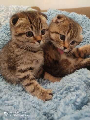 шатланский кот: Скотиш фолд (2 девочки) к лотку приучены, игривые, ласковые, возраст