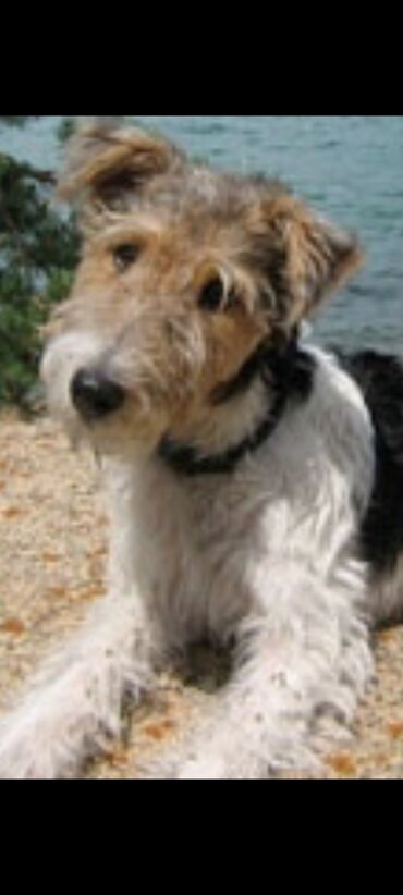 отдам даром личные вещи: Порода: жесткошёрстный фокстерьер (wire fox terrier) Описание: -