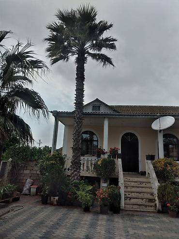 Деревья: Xurma (xurma xurması) və fan xurma (Washingtonia/Trachycarpus tipli) — 1