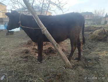 Inəklər, öküzlər: Qara dügə 8 aylıq boğazdır sakit heyvandi Qiymət 2100 Sarı dişi dana — 1