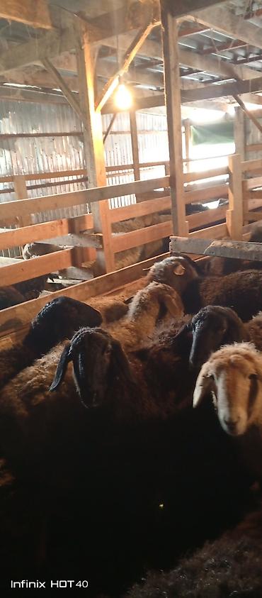 Баран, овца: Продаю | Баран (самец) | На забой — 9