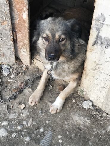 Sırğalar: 2 il, Dişi