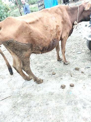 cins buzovlar: Qəhvəyi rəngli inək satılır. Orta ölçülü, buynuzlu və kənd təsərrüfatı — 3