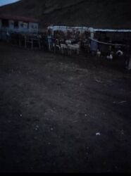 личный водитель работа: Мал бакканга семья же бой Адам керек айлыны келишим баада. адрес