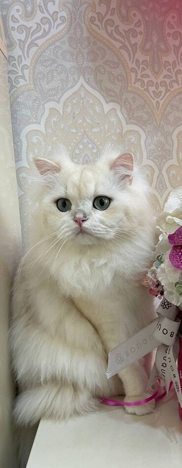 вислоухий сиамский кот: SATILMIR. Британская длинношерстная шиншилла. Мальчик. Ищем невесту