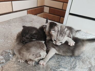 Pişiklər: Yaxşı əllərə -da lalafo.az — 8 Pişiklər: Yaxşı əllərə — 8