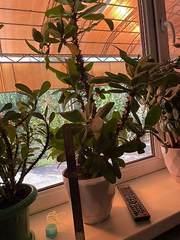 Молочаи: Суккуленты в горшках 1) Денежное дерево (Crassula ovata) - Крупное — 4