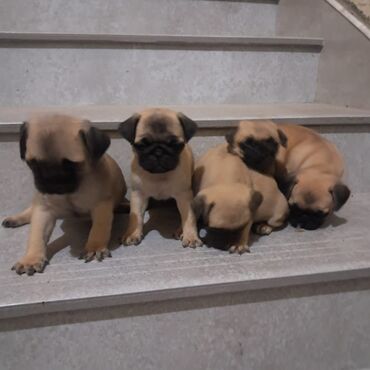 çoban itləri: Mops, 1 ay, Dişi, Peyvəndli, Ünvandan götürmə, Ödənişli çatdırılma