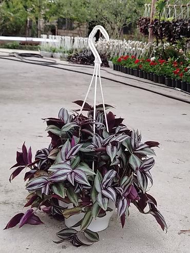 kalanxoye bitkisi: Sallanan saksıda “Tradescantia zebrina” (təlxəkotu, Wandering Jew) — 3
