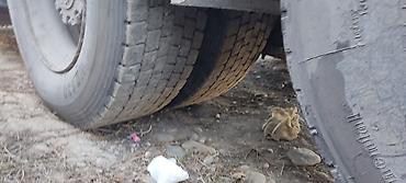 Тягачи: Тягач, MAN, 2006 г., Самосвал at lalafo.kg — 9 Тягачи: Тягач, MAN, 2006 г., Самосвал — 9