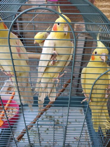 Qəfəslər: Qəfəslər quşlar — 2