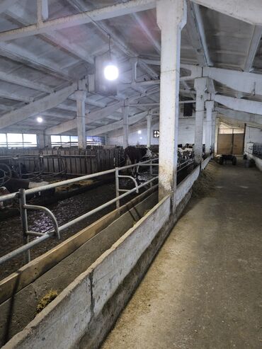 работа в пекарне без опыта бишкек: Семеный Санчы керек
Айлыгы 40000 сом at lalafo.kg работа в пекарне без опыта бишкек: Семеный Санчы керек
Айлыгы 40000 сом
