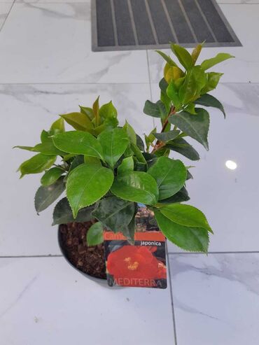 cicekler: Camellia japonica 'Mediterra' növündən olan bu gözəl bitki evinizə və