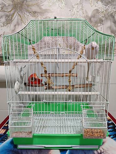 Зоотовары: Клетка и волнистый попугай белого цвета (самка),спокойный не шумитне — 1