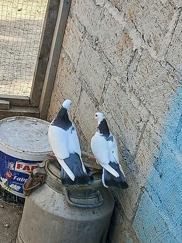 Salam alokum qaraboyun pecat desder çoxu abrezdi Bir cutde goy boyun